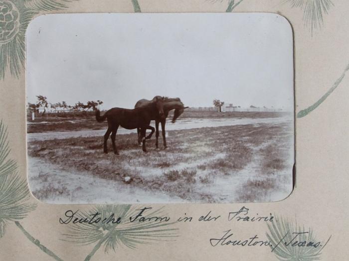 DrRPfeiffer-1899 225